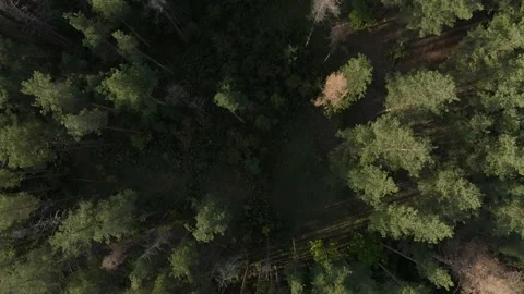 Pine forest top view flight forward Stock Footage 159484951