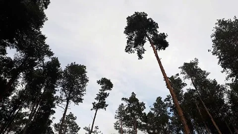 Pine forest. The tops of trees sway in the wind against the sky. Stock Footage 98288417