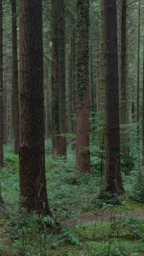 Pine Forest Tracking Shot Vertical Stock Footage 286223898