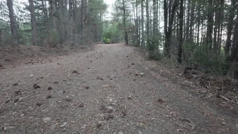 Pine Forest Trail Covered With Cones And Needles At Afternoon Light Stock Footage 326165044