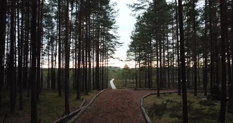 Pine forest trail 스톡 동영상 170597733