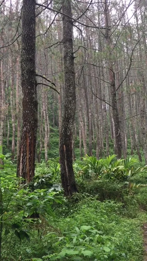 Pine Forest Trail in Mount Godog, West Java, Indonesia Видео 344159142