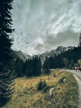 Pine Forest Trail with Mountain View Stock Photos