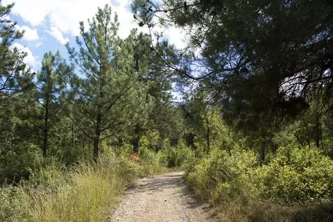 Pine Forest Trail With Sunlight Foto stock