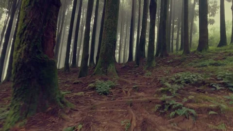 Pine forest trail with tall tree trunks and foggy weather. Video stock 305529399