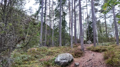 Pine Forest Trail with Yellow Tree Markings and Granite Rocks Видео 347681878