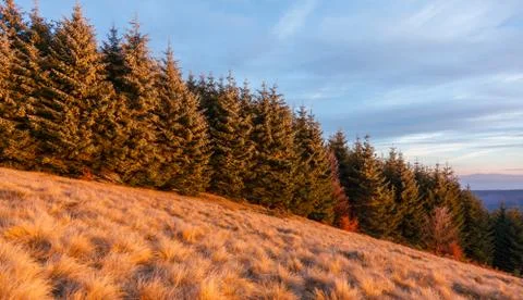 Pine forest in Transylvania 스톡 사진