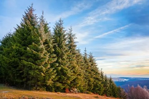 Pine forest in Transylvania Stock Photos