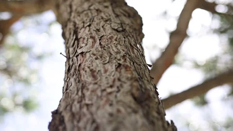 Pine Forest Tree Bark Motion Close-up Stock Footage 333618947