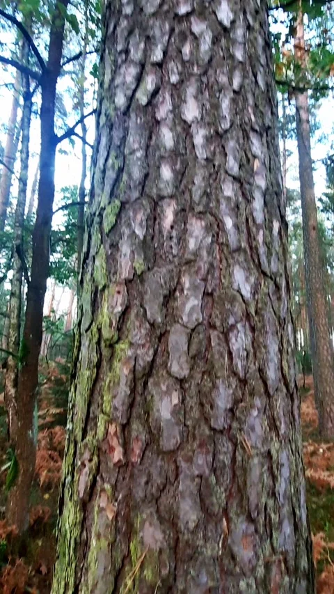 Pine forest. Tree bark texture. Stock Footage 255845740