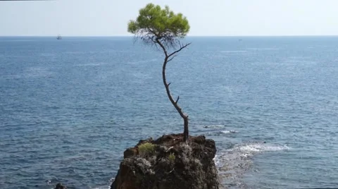 Pine forest tree by the sea Stock Footage 49303873