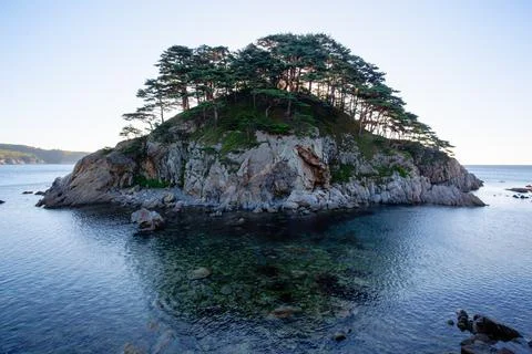 Pine forest tree by the sea Stock Photos