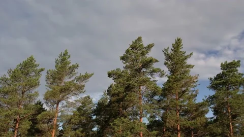 Pine forest. Tree tops and clouds Stock Footage 205065769