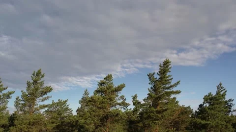Pine forest. Tree tops and clouds Stock Footage 205065799