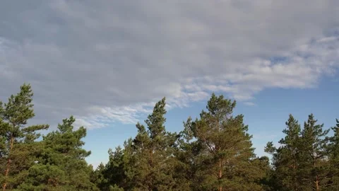Pine forest. Tree tops and clouds Stock Footage 205065800
