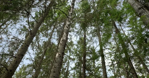 Pine forest tree tops 動画素材 49174430