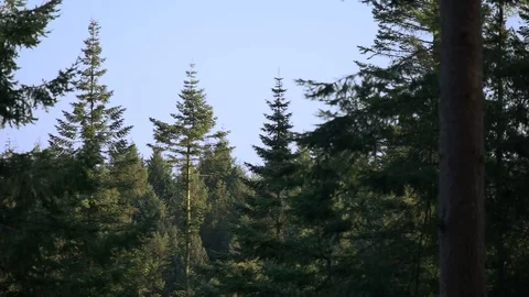 Pine forest tree tops 库存影片 83808963