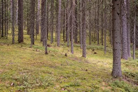 Pine forest, tree trunks and moss, on a summer day. Stock Photos