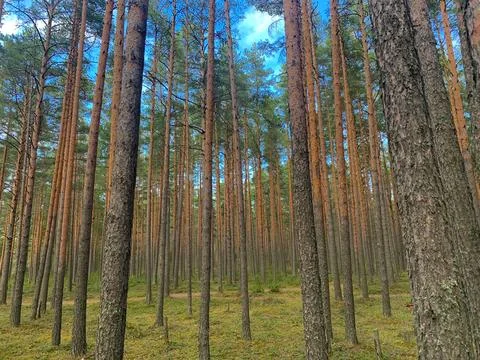 Pine forest, tree trunks are visible, their crowns are visible high above Stock Photos