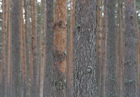 Pine forest. Tree trunks as background. Stock Photos