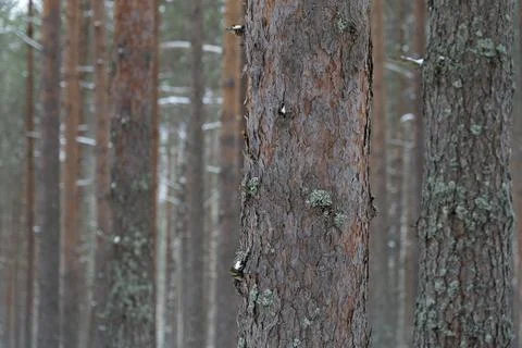 Pine forest. Tree trunks as background. Stock Photos