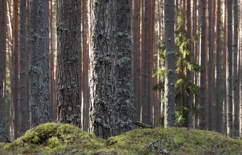 Pine forest. Tree trunks as background. Stock Photos