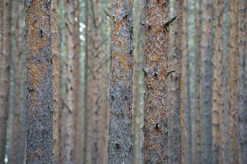 Pine forest. Tree trunks as background. Stock Photos