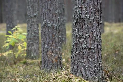 Pine forest. Tree trunks as background. Nature scene. Stock Photos