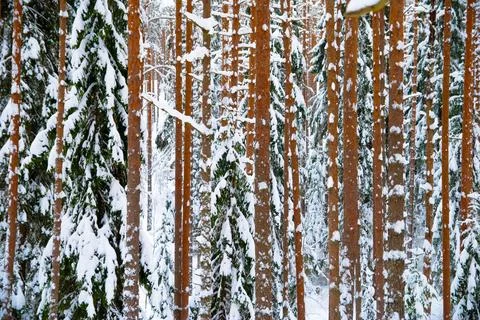 Pine forest tree trunks in winter day Stock Photos