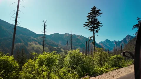 Pine Forest Trees Against Blue Sky in Tatra Mountains Stock Footage 339424201