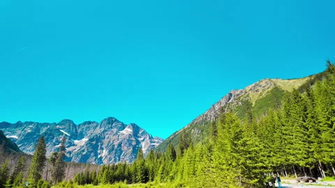 Pine Forest Trees Against Blue Sky in Tatra Mountains Stock Footage 339424384