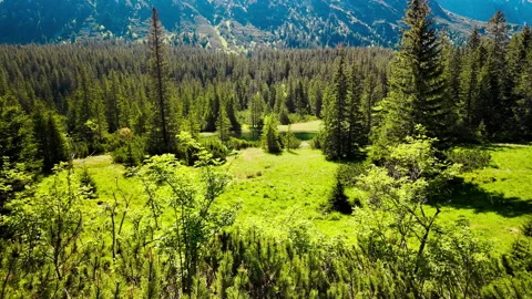 Pine Forest Trees Against Blue Sky in Tatra Mountains Stock Footage 339425087