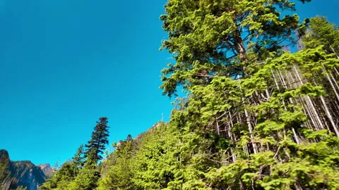 Pine Forest Trees Against Blue Sky in Tatra Mountains Stock Footage 339435511
