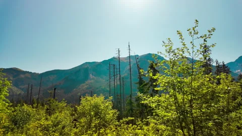 Pine Forest Trees Against Blue Sky in Tatra Mountains Stock Footage 339436803