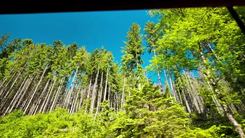 Pine Forest Trees Against Blue Sky in Tatra Mountains Stock Footage 339437585