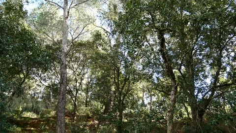 Pine Forest Trees Cork Bark Vegetation Nature Video 4K Stock Footage 103289475