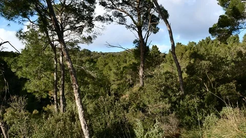 Pine Forest Trees Cork Bark Vegetation Nature Video 4K Stock Footage 103289639