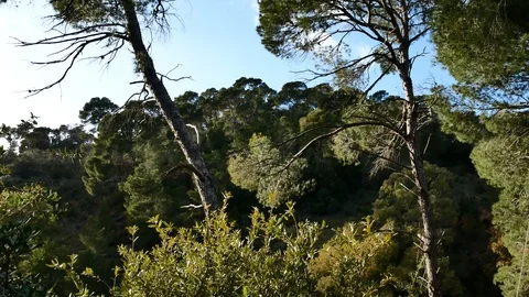 Pine Forest Trees Cork Bark Vegetation Nature Video 4K Stock Footage 103289716