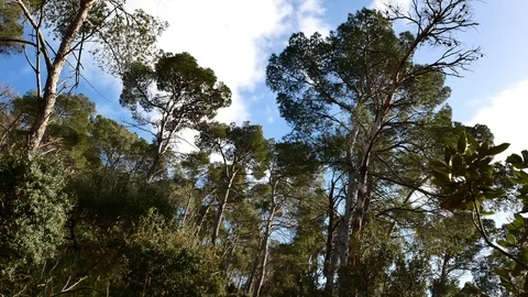 Pine Forest Trees Cork Bark Vegetation Nature Video 4K Stock Footage 103289756