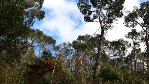Pine Forest Trees Cork Bark Vegetation Nature Video 4K Stock Footage 103289791