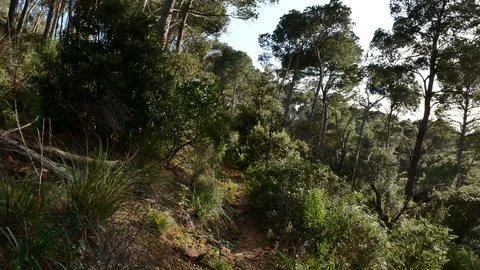 Pine Forest Trees Cork Bark Vegetation Nature Video 4K Stock Footage 103289813