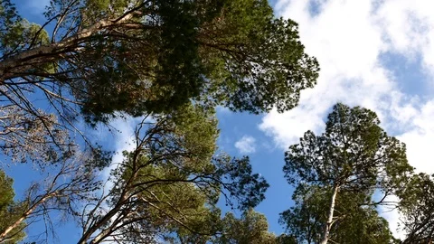 Pine Forest Trees Cork Bark Vegetation Nature Video 4K Stock Footage 103289838