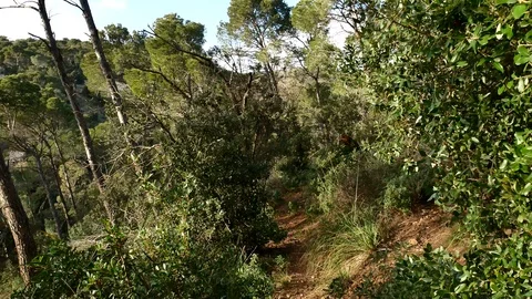 Pine Forest Trees Cork Bark Vegetation Nature Video 4K 库存影片 103289885
