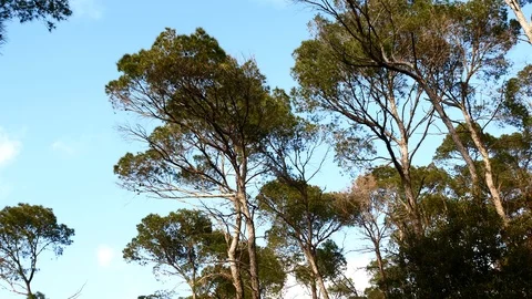 Pine Forest Trees Cork Bark Vegetation Nature Video 4K Stock Footage 103289920