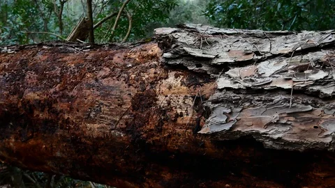 Pine Forest Trees Cork Bark Vegetation Nature Video 4K Stock Footage 103289939