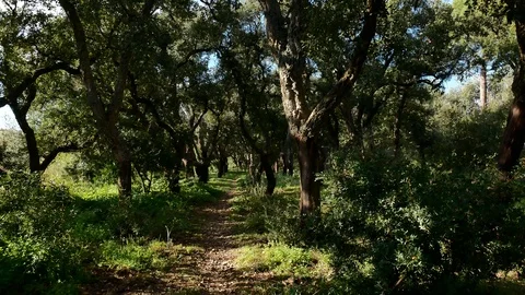 Pine Forest Trees Cork Bark Vegetation Nature Video 4K Stock Footage 103290445