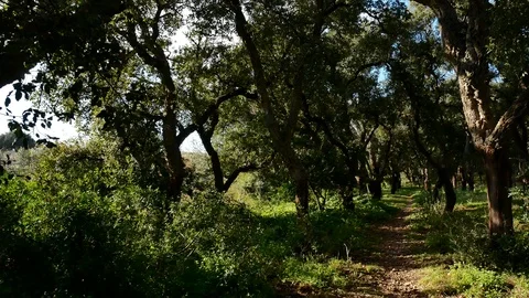 Pine Forest Trees Cork Bark Vegetation Nature Video 4K Stock Footage 103290474