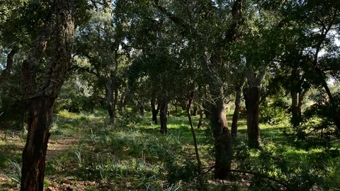 Pine Forest Trees Cork Bark Vegetation Nature Video 4K Stock Footage 103290492