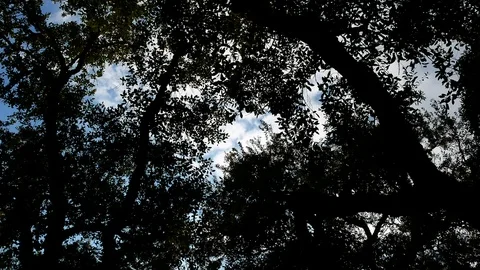 Pine Forest Trees Cork Bark Vegetation Nature Video 4K Stock Footage 103290504