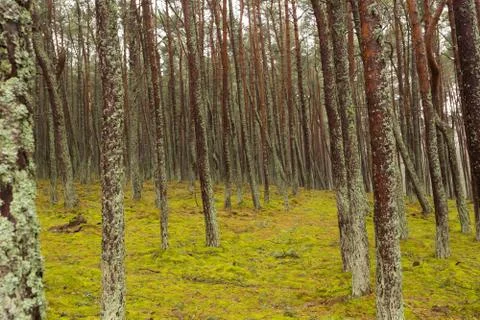 Pine forest trees in the moss, cloudy day Stock Photos